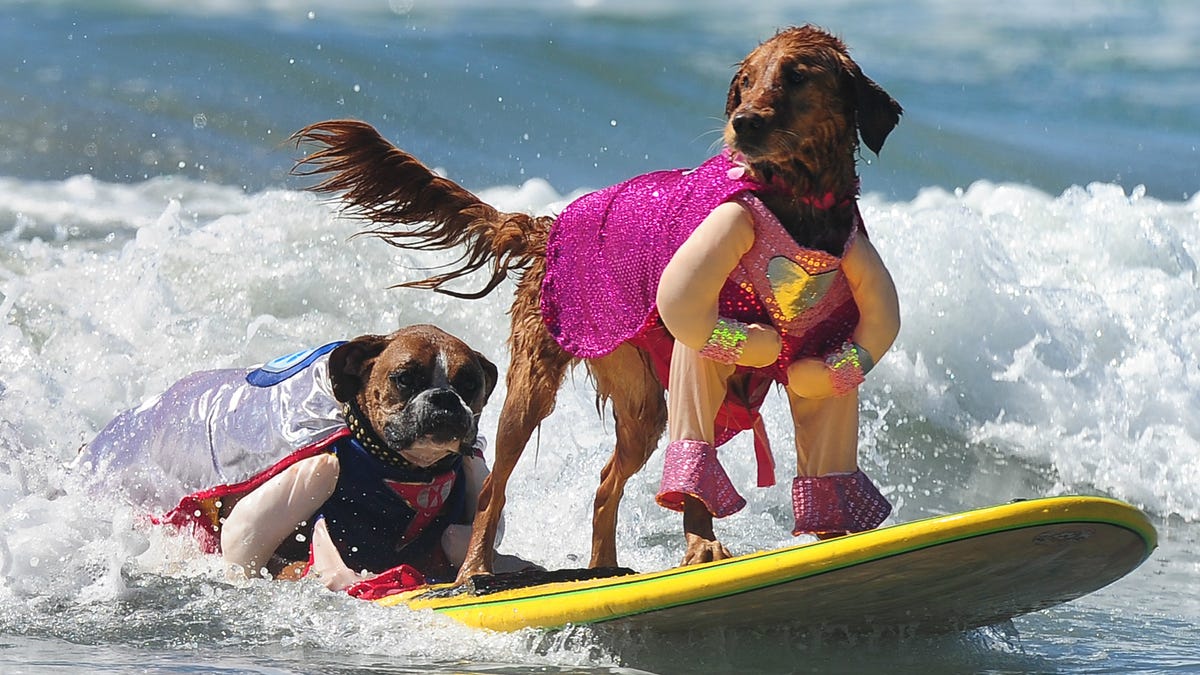 The World Dog Surfing Championships can teach us all a lesson about