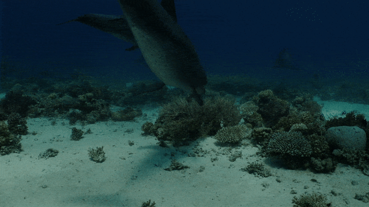 Los delfines parecen automedicarse con coral en un nuevo video