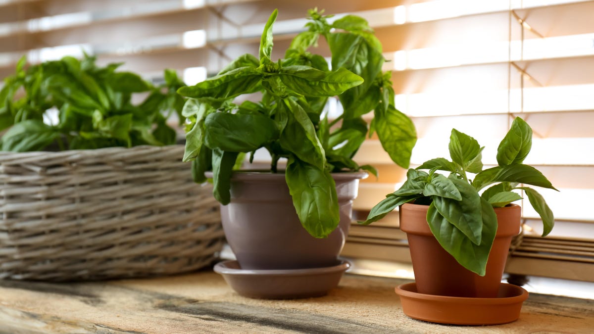 How to Transition Your Plants Indoors for Winter