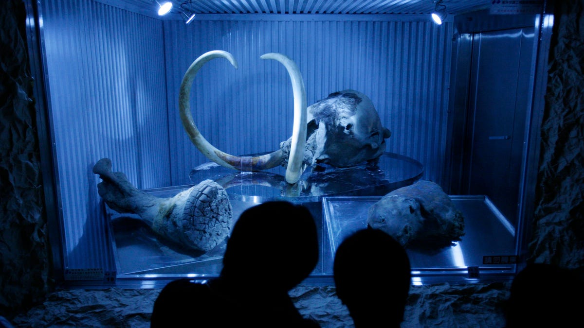 We shouldn't bring back extinct animals like the woolly mammoth
