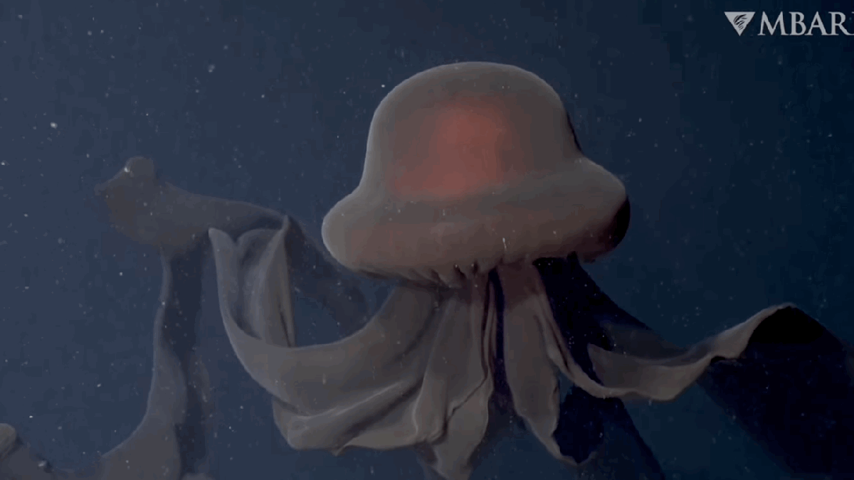 Huge Jellyfish Is Extremely Rare, Nightmare Fuel