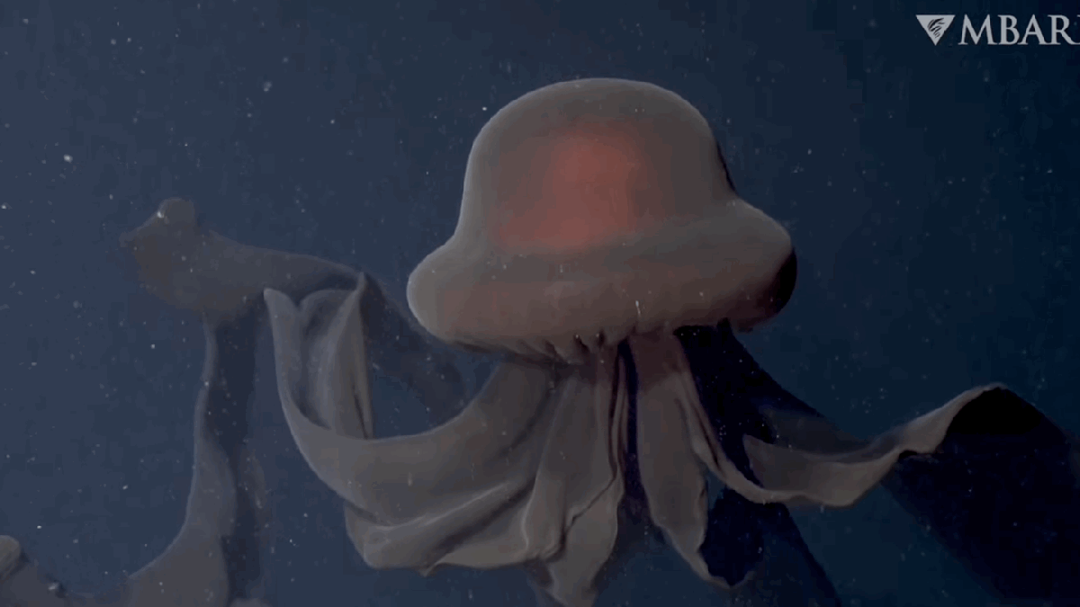 huge-jellyfish-is-extremely-rare-nightmare-fuel