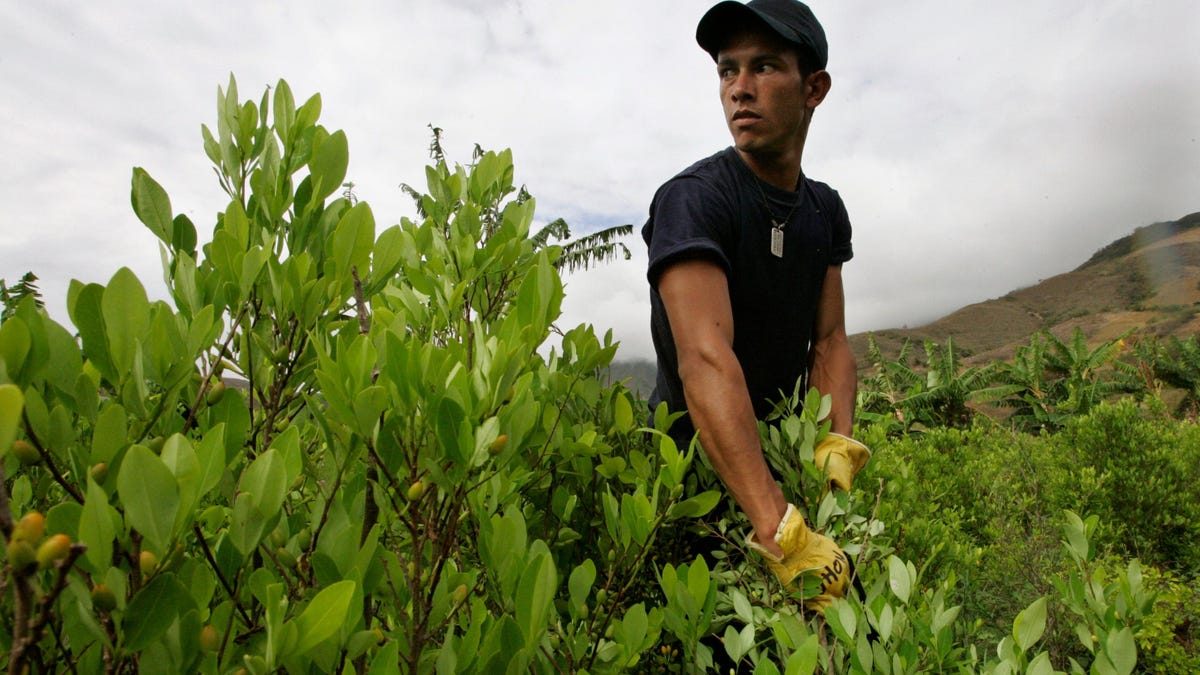 Colombia is still soft-pedaling its war on drugs despite a record cocaine production