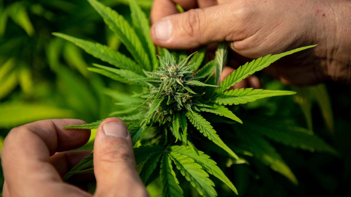 Study Finds Link Between Cannabis Use and Poor Sleep - Gizmodo