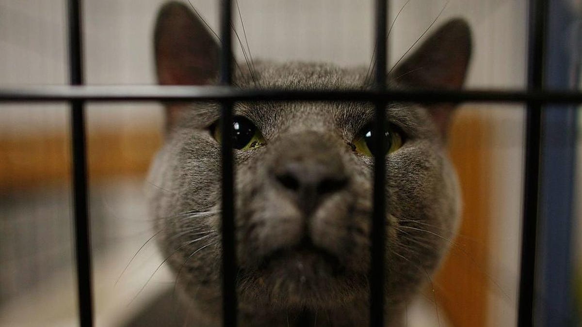 Pets Fill Animal Shelters Up to a Year After Climate Disasters