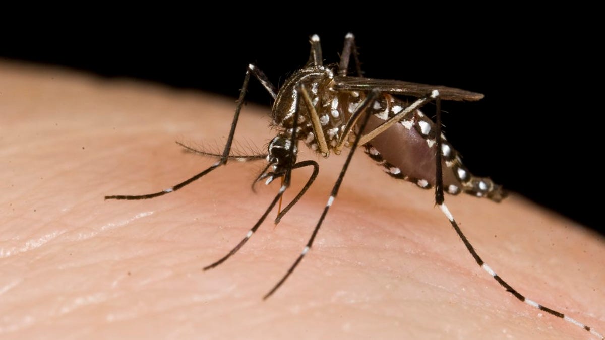Nauka ujawnia, w jaki sposób identyfikują Cię komary