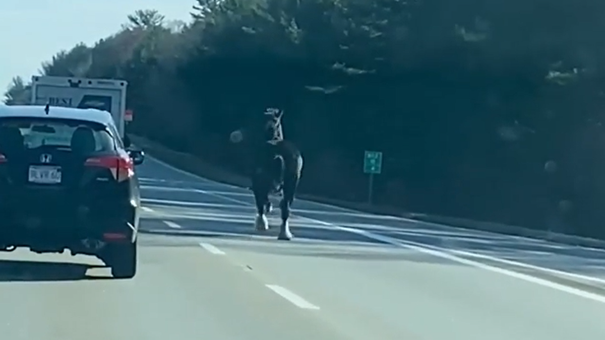 Entlaufenes Pferd rennt auf Massachusetts Highway