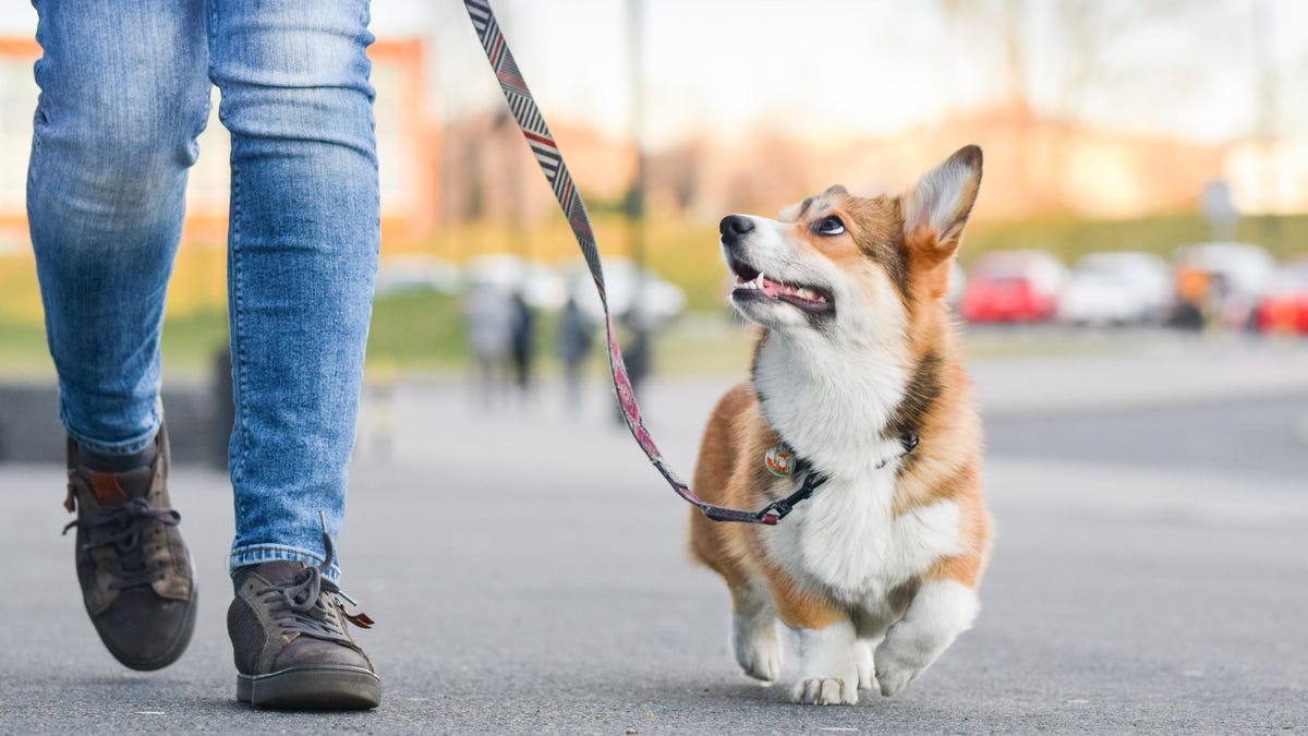 How Much Can You Really Earn As A Dog Walker?