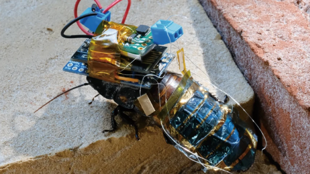 Researchers Created a 'Cyborg Cockroach' With a Backpack Battery to Inspect Disaster Zones