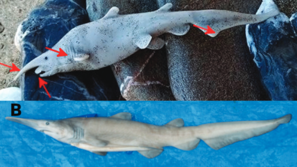 ¿Tiburón duende o juguete de plástico?  Científicos retiran registro de presunto avistamiento