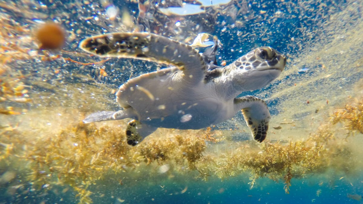 Pētnieki atklāj mierīgu bruņurupuču rotaļu laukumu Sargaso jūrā