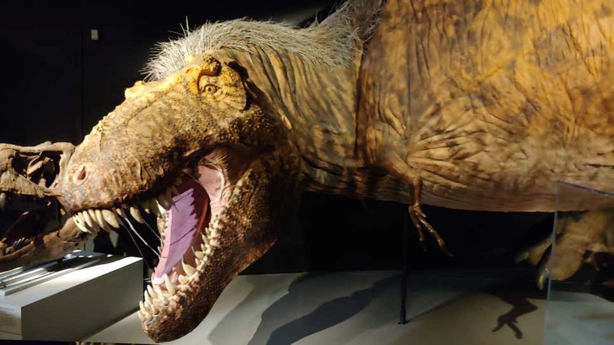 Dlaczego T-Rex ma tak małą broń?