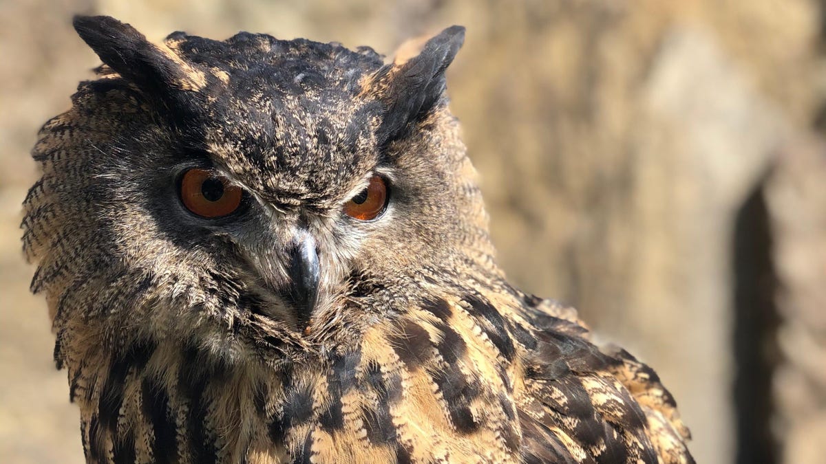 Gladys, the 'Largest Owl You've Ever Seen,' Is on the Loose in Minnesota