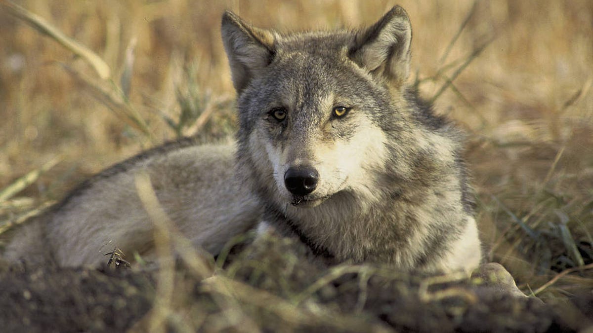 8 Wolves Poisoned in Oregon, Police Ask Public for Ideas