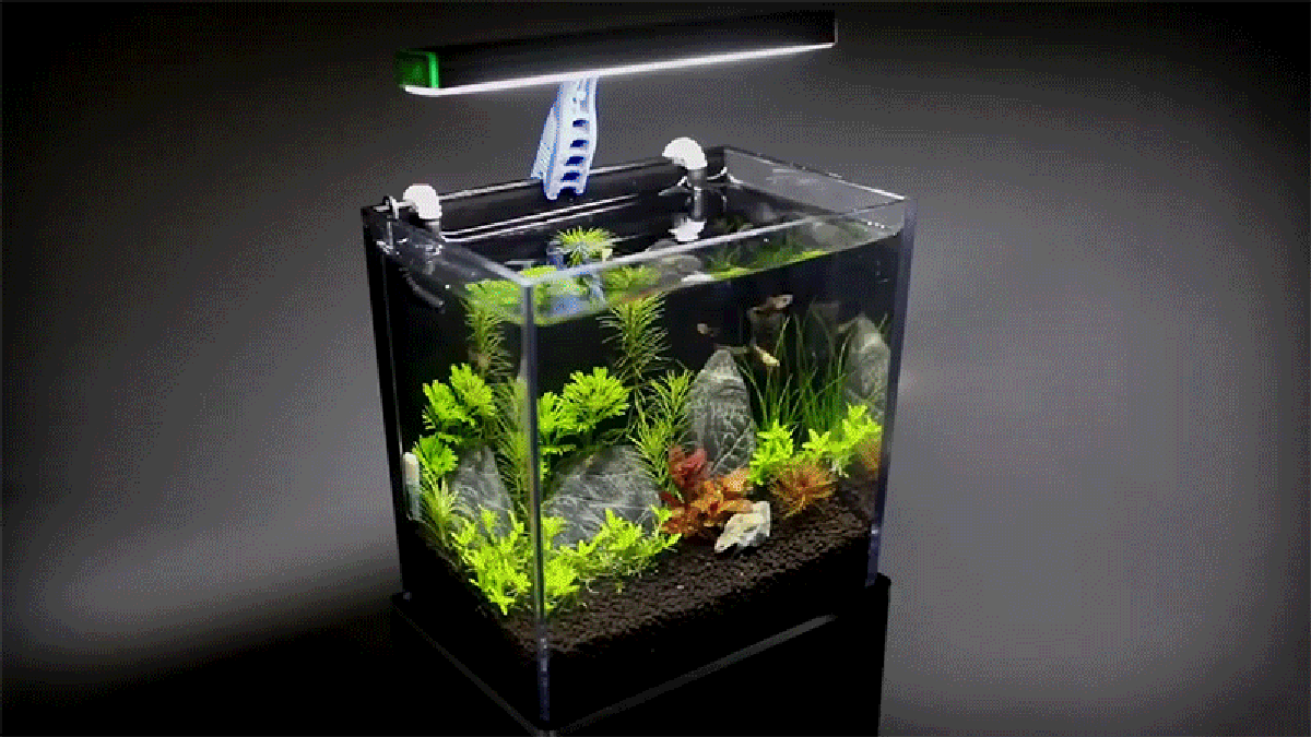 gopro box into a working aquarium