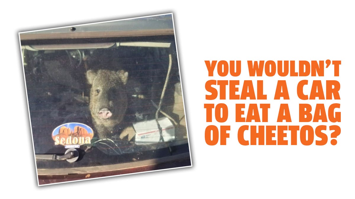 Ein hungriger Javelina stahl einen Subaru auf der Suche nach Cheetos