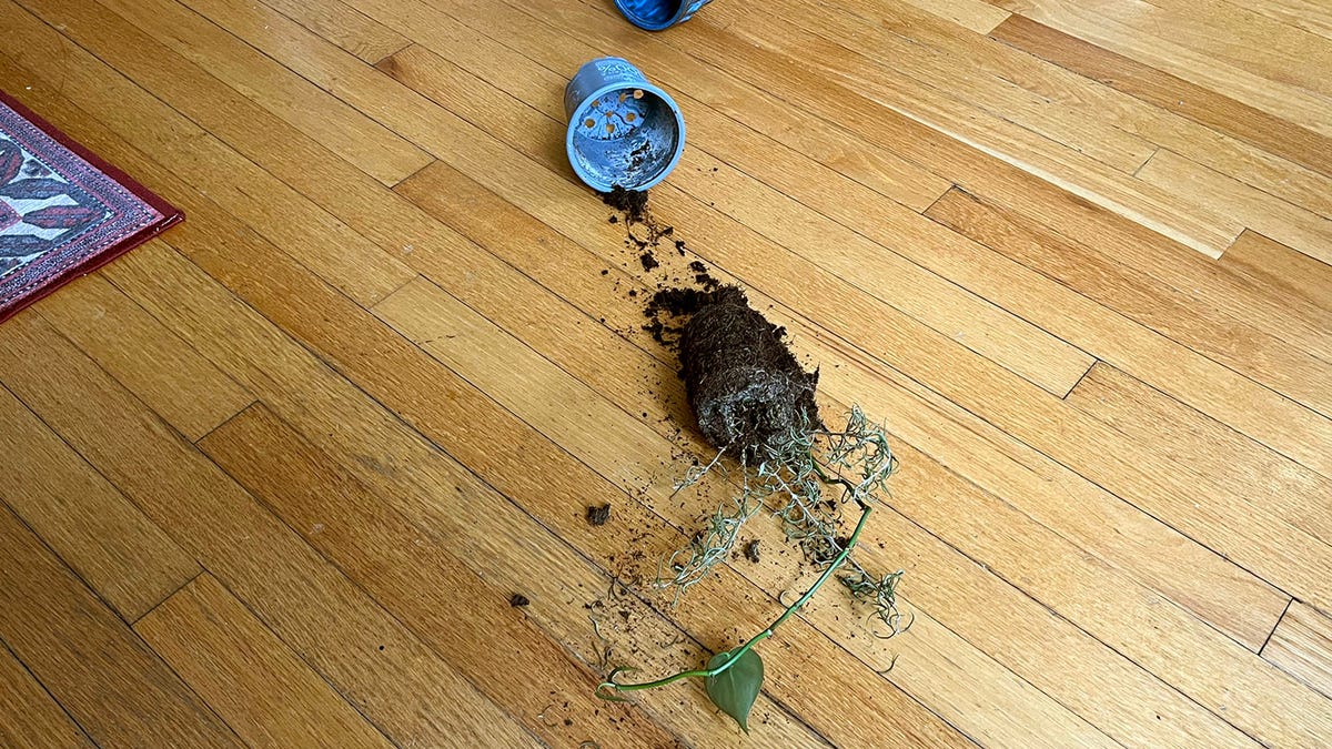 Ragged Houseplant Drags Itself Over Expanse Of Living Room Floor In Search Of Water