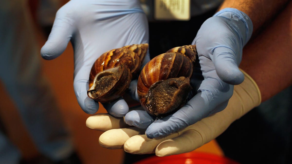 Read more about the article Big Snails Mean Bigger Problems for Florida
