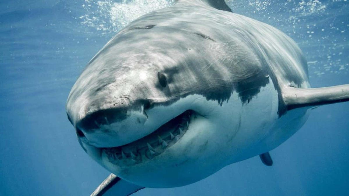 Multan a una blogger de comida por comerse un gran tiburón blanco
