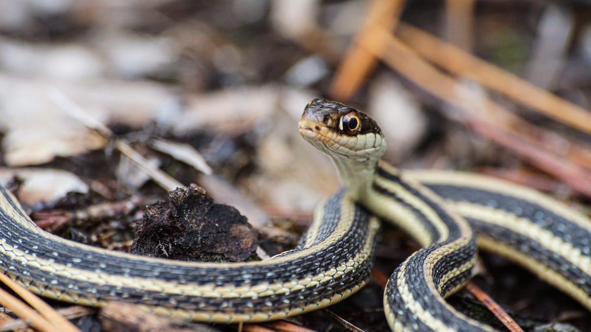 These Snakes Are Actually Great for Your Garden