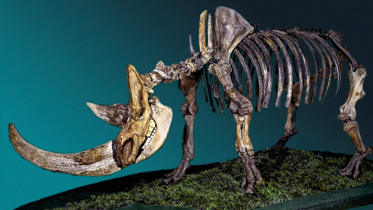 Humans Didn’t Hunt Woolly Rhinos to Extinction, New Evidence Suggests