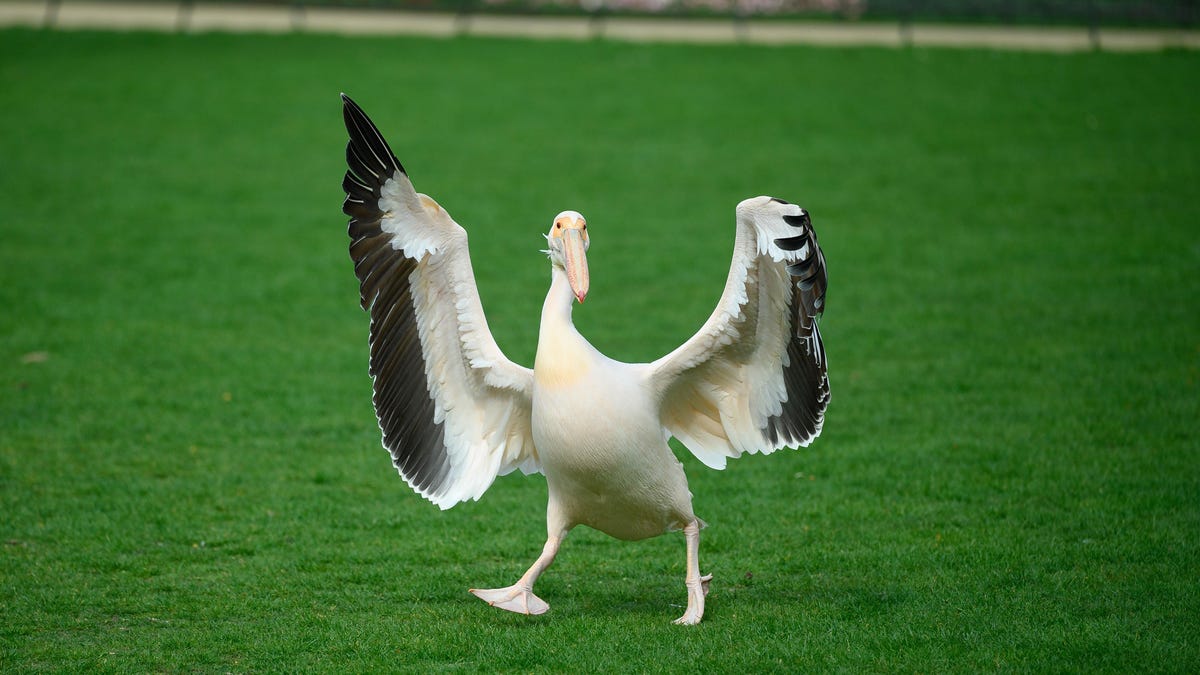 The literal brain of birds can accept climate change faster than Republicans