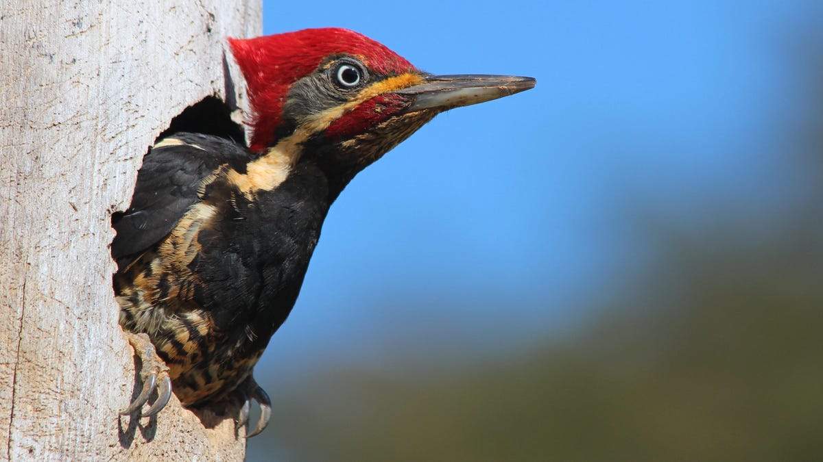 How to Keep Woodpeckers Away From Your House thumbnail