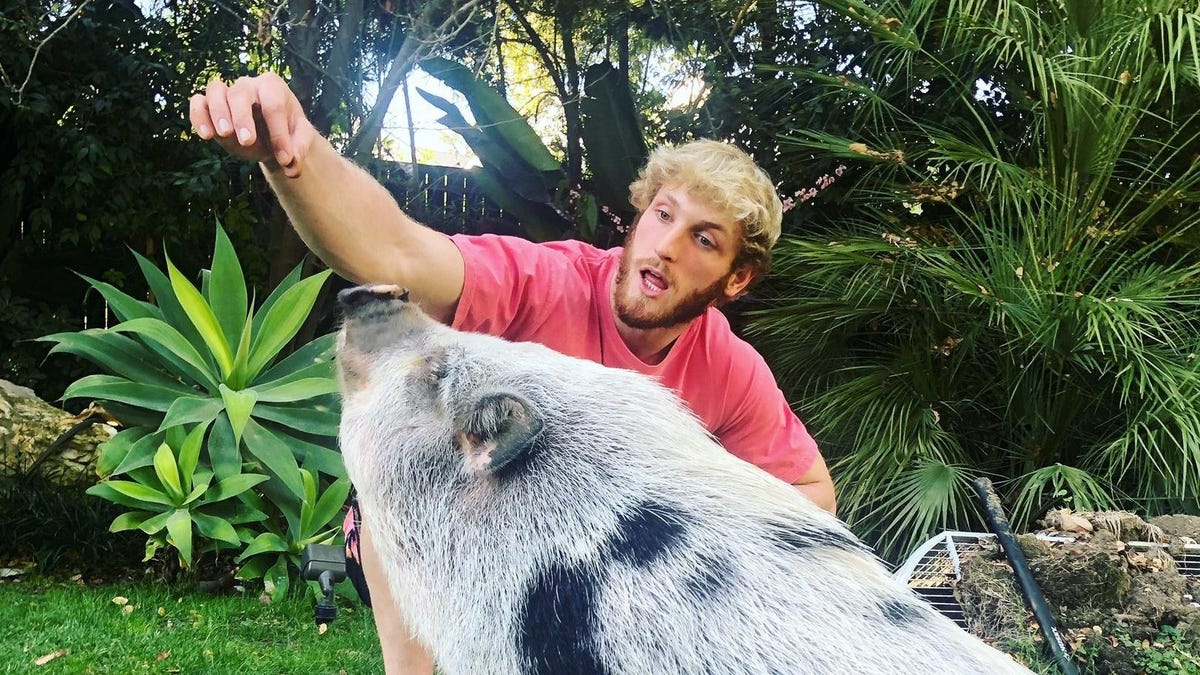 Logan Pauls alte Schweinerettung leidet unter einer Internetkrise