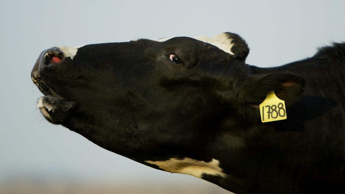 ‘We Need a Tesla for the Cow’: The Wild, Dubious Plan to Feed Cows Seaweed thumbnail