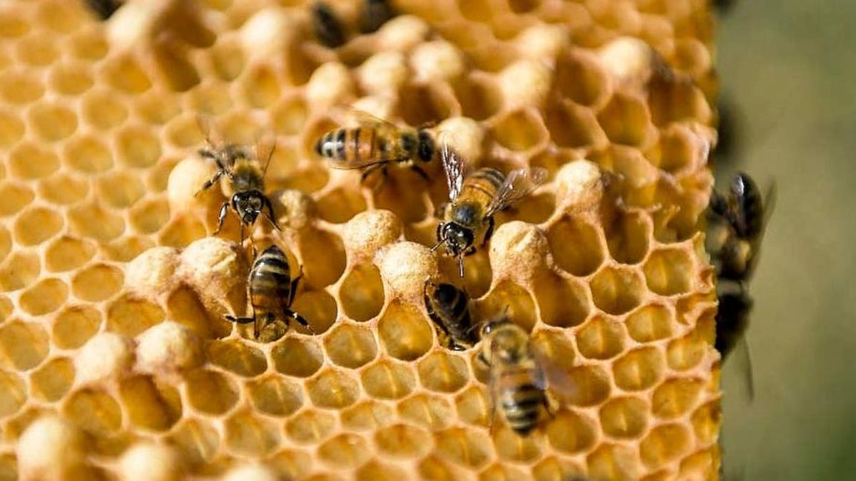 Honey Bees Are Only Living Half as Long as They Did in the 1970s