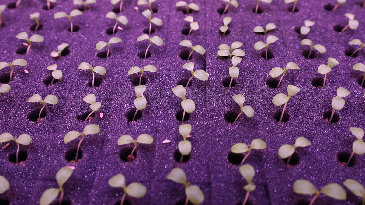 A Subway Station in Seoul Doubles as a Smart Vegetable Garden - Gizmodo