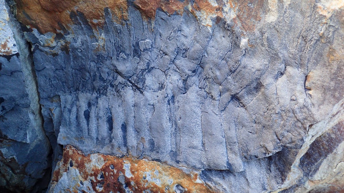 Alligator-Sized Millipede Fossil Found on English Beach