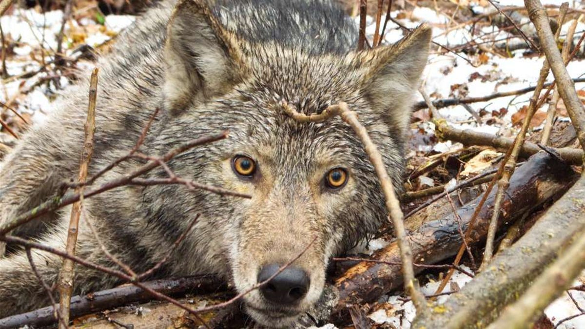 Vídeo: la vida de un lobo salvaje desde una cámara en su collar