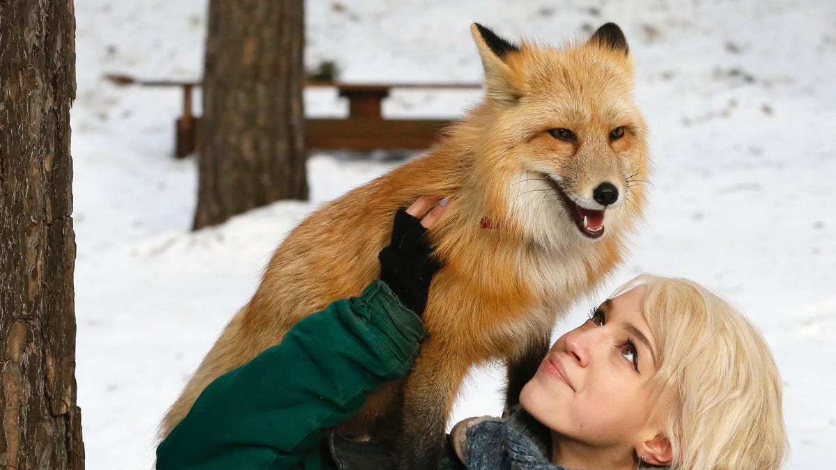 Is it OK to befriend a fox?