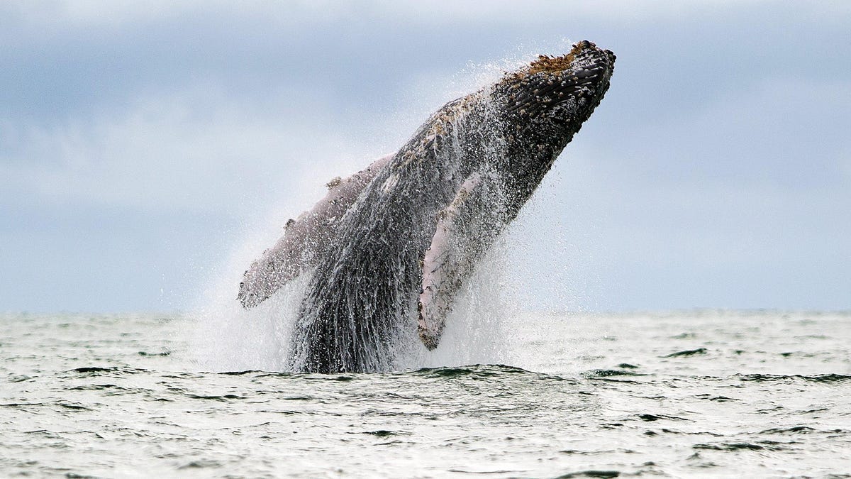photo of Whale Takes One Bite, Sends Man Right Back to Kitchen image