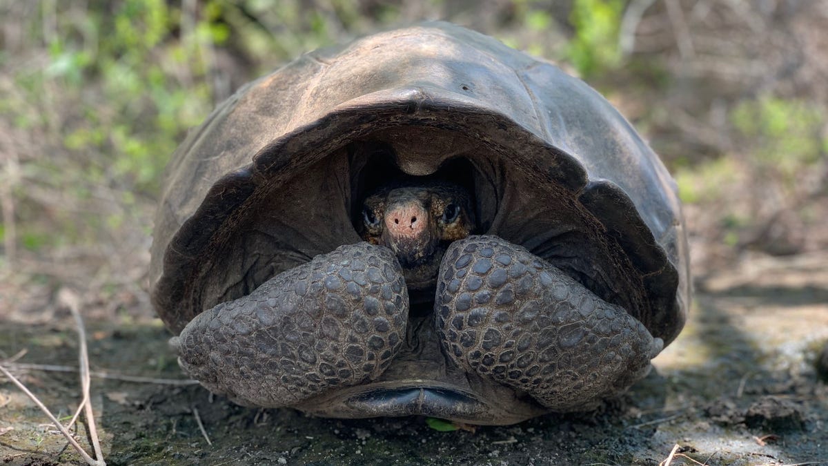 Giant Tortoise Feared Extinct Rediscovered In The Galapagos After 113 Years