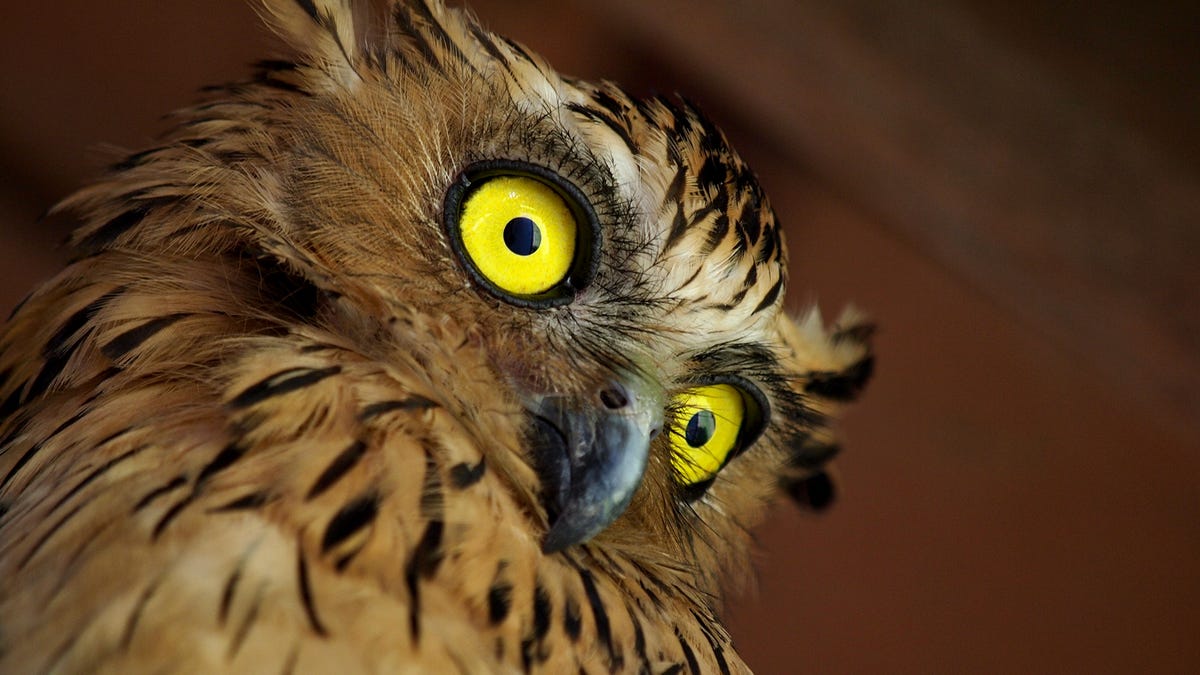 are owls nocturnal creatures