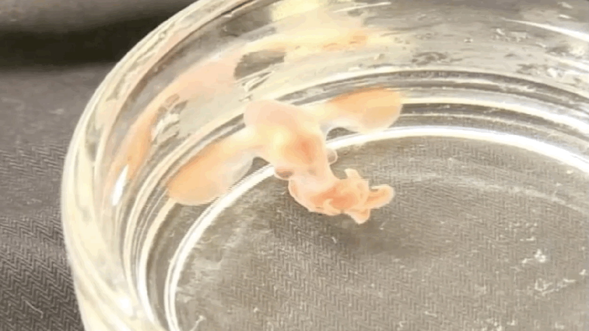 Our First Look At An Adorable Baby Dumbo Octopus Our First Look At An Adorable Baby Dumbo Octopus