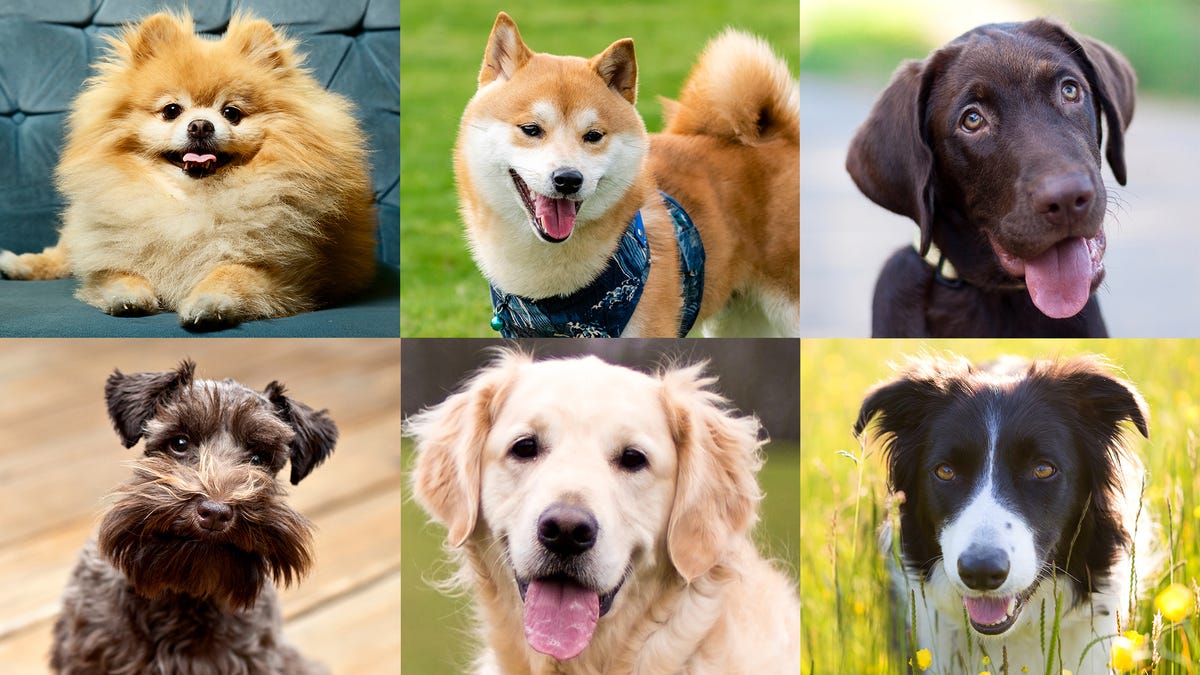 11 Dogs So Perfect They’ll Make You Google Your State’s Bestiality Laws