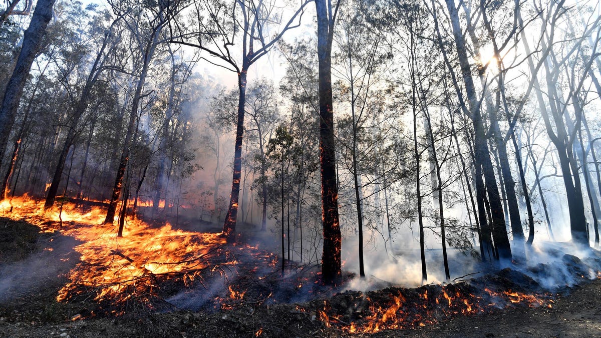 Australia's Terrifying Bushfires Remind Us Climate Change Is Here - Gizmodo