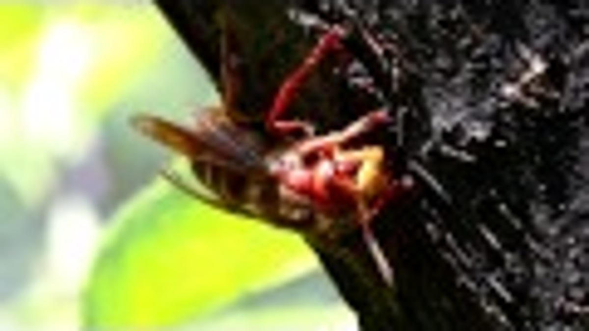 Keep Wasps Away With a Brown Paper Bag - Lifehacker