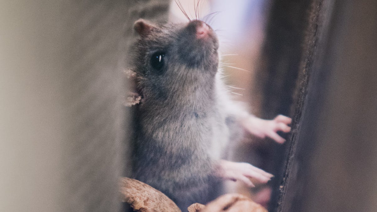 Dlaczego małe myszy boją się bananów?
