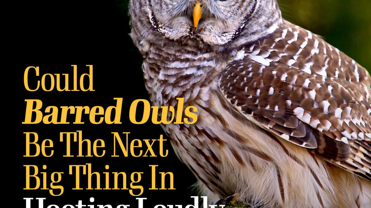 Could Barred Owls Be The Next Big Thing In Hooting Loudly And Consuming Voles?