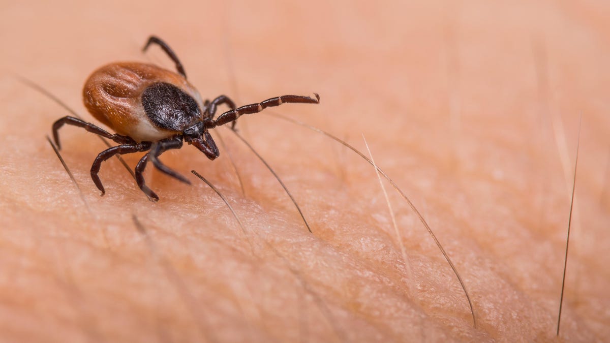 First Volunteers Set to Get Experimental Lyme Disease Vaccine in Large Clinical ..