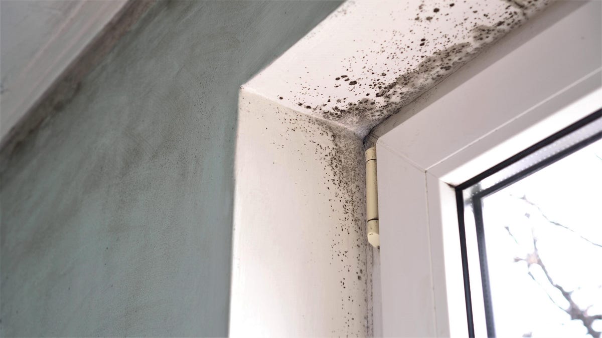 Check These Spots in Your House for Hidden Mold