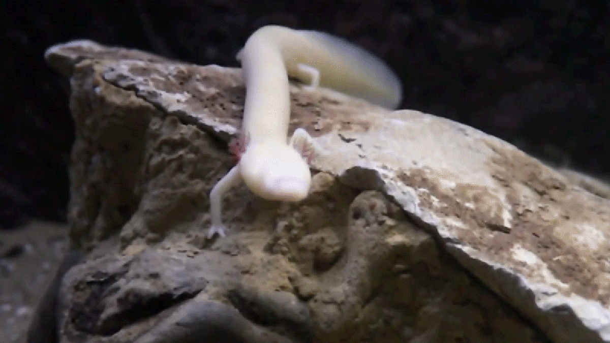 Los escáneres cerebrales iluminan la rareza de la salamandra cavernícola que perdió los ojos