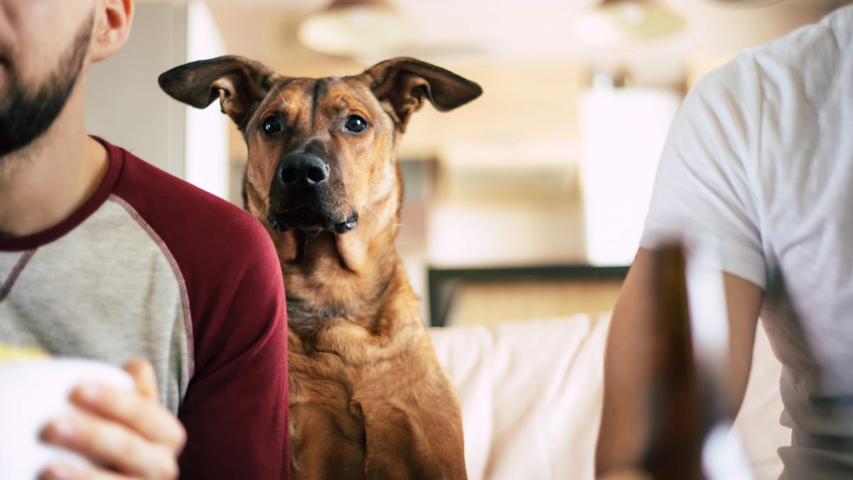 Don't Let Your Dog Eat These Popular Super Bowl Party Foods