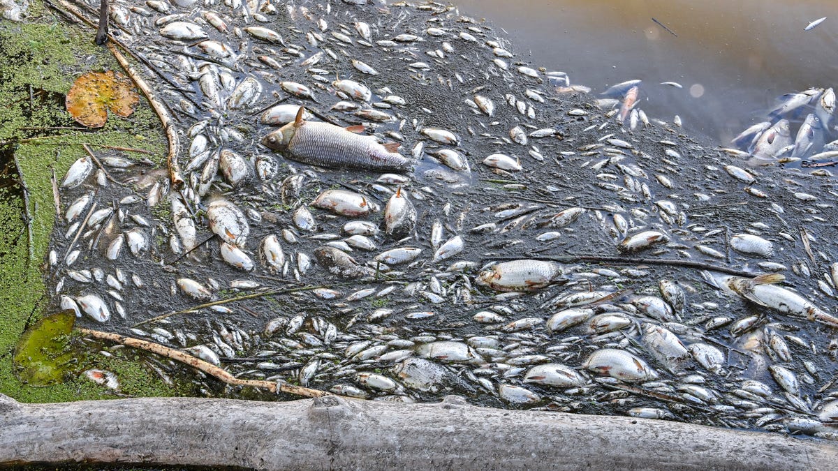 'Unknown, Highly Toxic Substance' Seems to Be Killing Tons of Fish in a European River