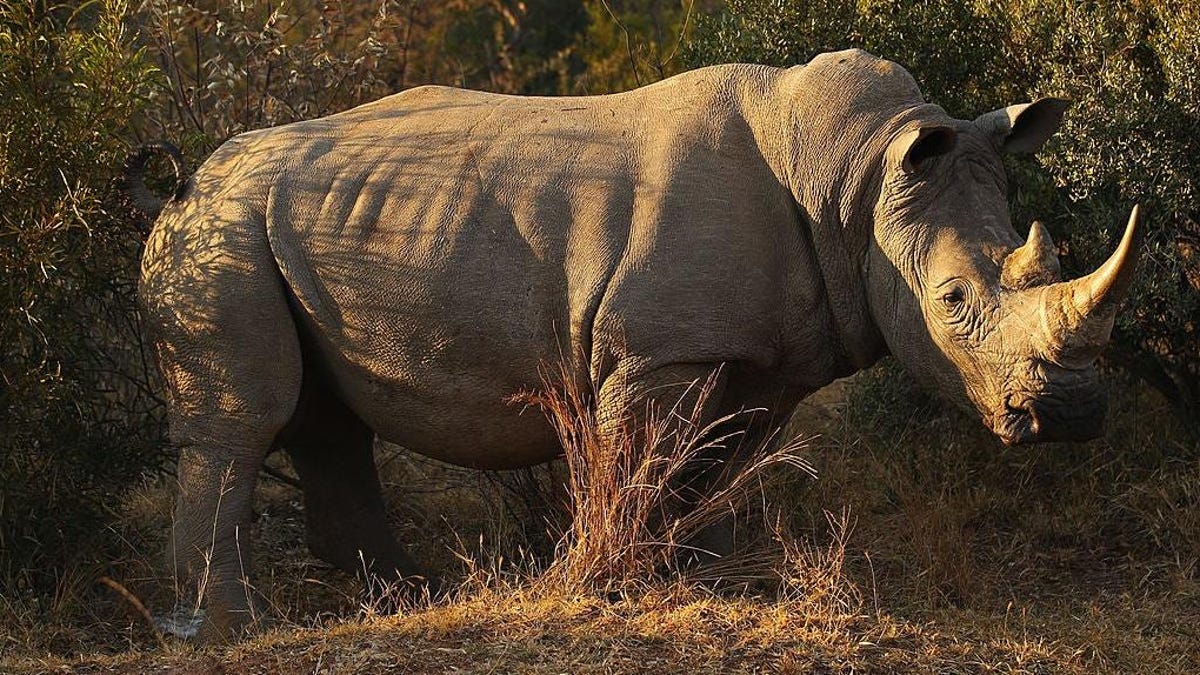 White Rhino Shot to Death in Florida One Day After Arriving at Safari Park