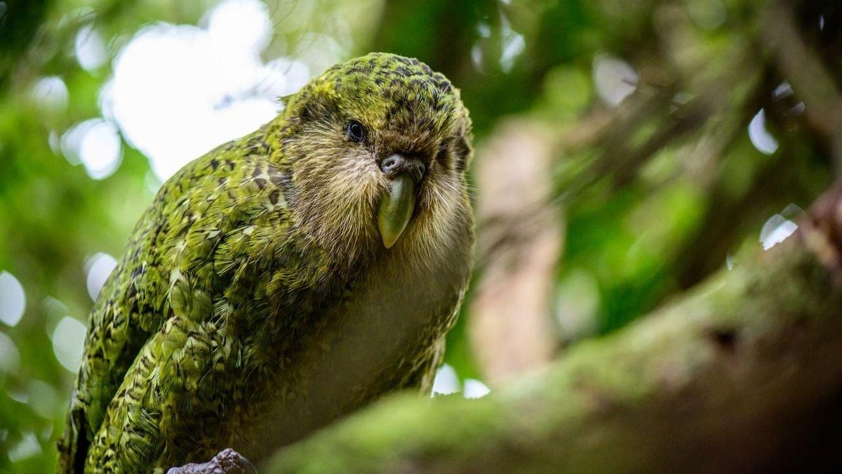 New Zealand kākāpō are genetically strong, despite millennia of inbreeding